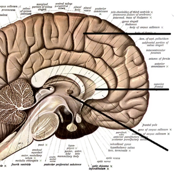 Cerebro Reptiliano: Desmitificando el Neuromito