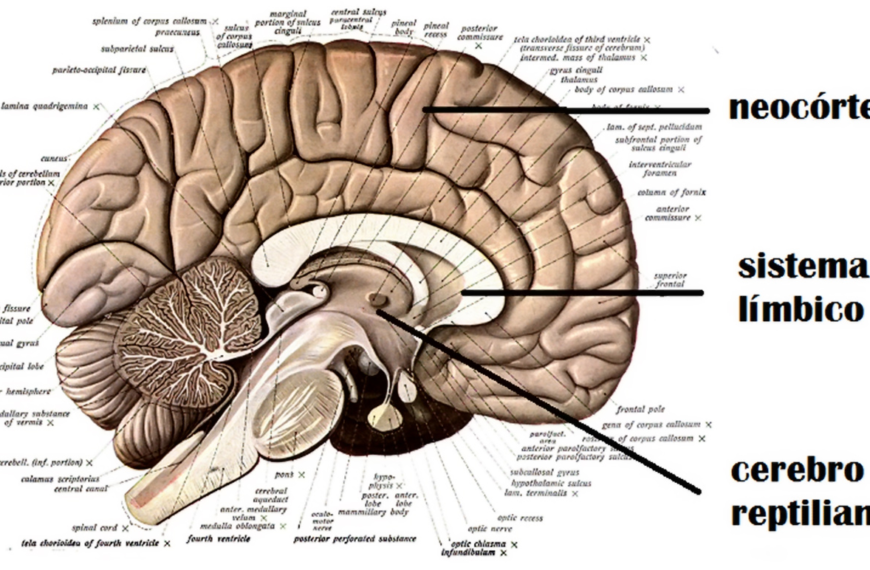 Cerebro Reptiliano: Desmitificando el Neuromito