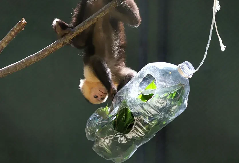 Enriquecimiento ambiental y el bienestar de los animales