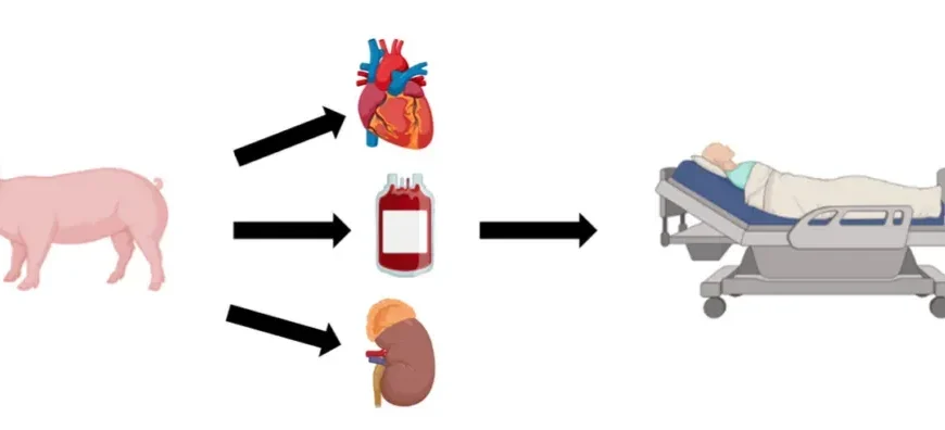 Xenotrasplantes de Pulmón: Avances en Medicina