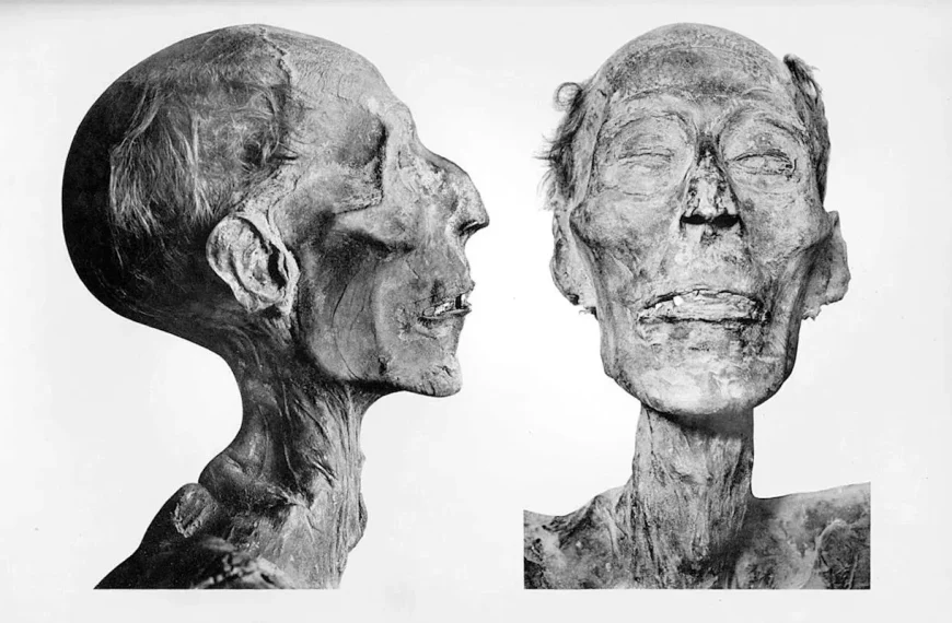 Bulos de museo: momias, memes y misterio cultural