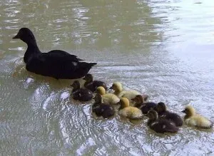 Comportamientos Innatos Animales: ¿Cómo Saben Actuar?