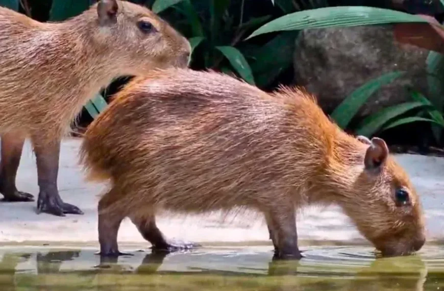 Capibaras: Curiosidades sobre estos roedores fascinantes