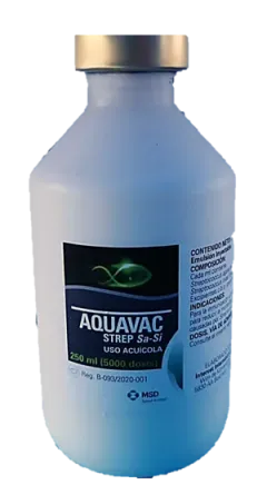 Vacunas para peces: Beneficios y seguridad alimentaria