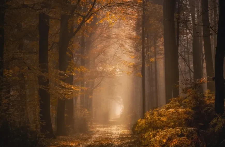 Luz Dorada del Otoño: Un Análisis desde la Física