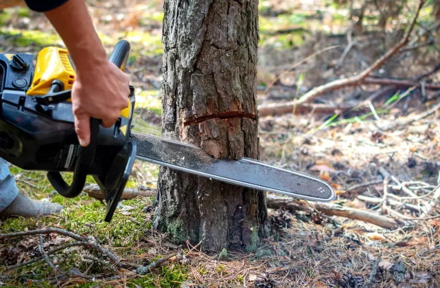Tala de árboles: Seguridad y biodiversidad en la ciudad
