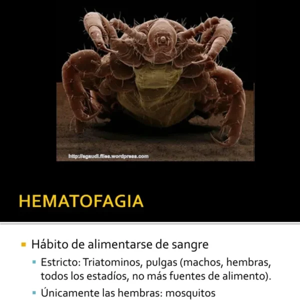 Hematofagia: El Fascinante Mundo de los Chupasangre