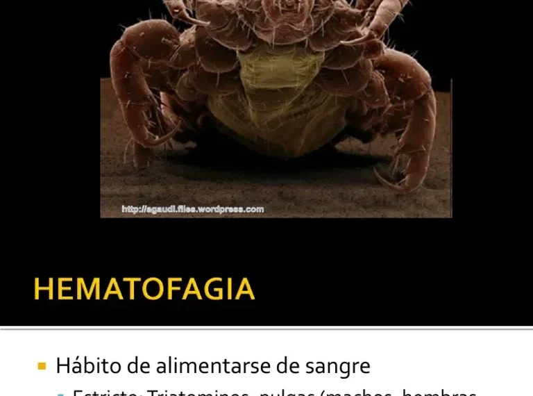 Hematofagia: El Fascinante Mundo de los Chupasangre