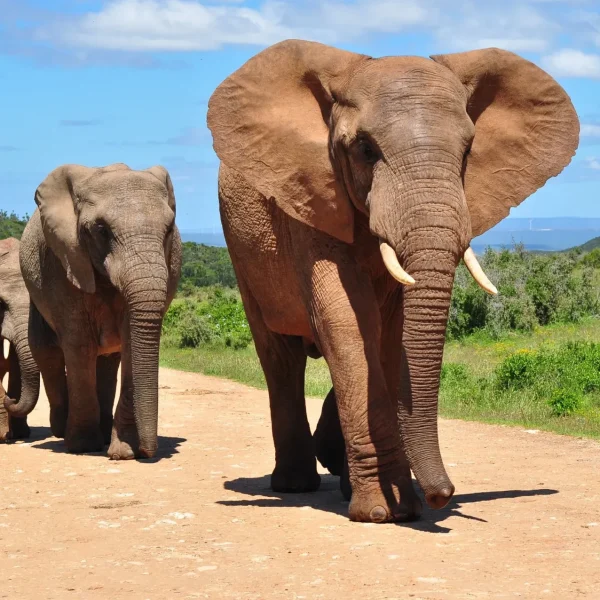 Elefantes: Cognición y Comportamiento Social Asombroso