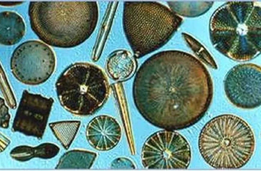 Diatomeas: Claves del Éxito en Ecosistemas Marinos