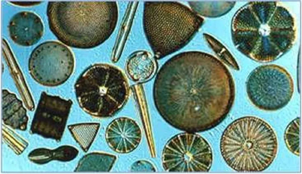 Diatomeas: Claves del Éxito en Ecosistemas Marinos