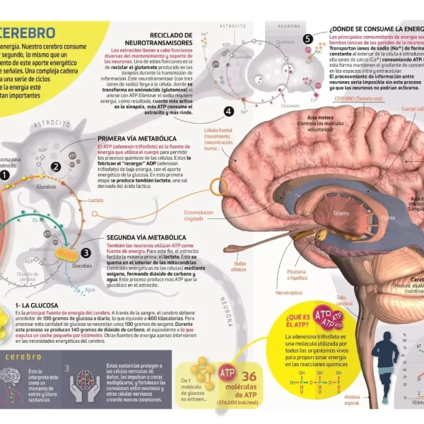 Metabolismo cerebral: El cerebro quema grasa para energía