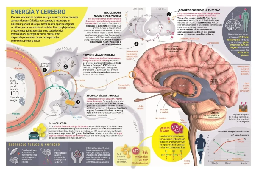 Metabolismo cerebral: El cerebro quema grasa para energía