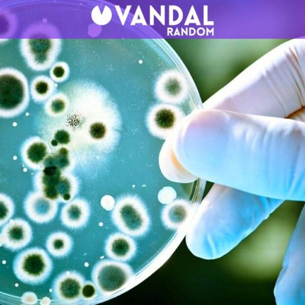 Bacterias Espejo: ¿Un Peligro Mortales para el Planeta?