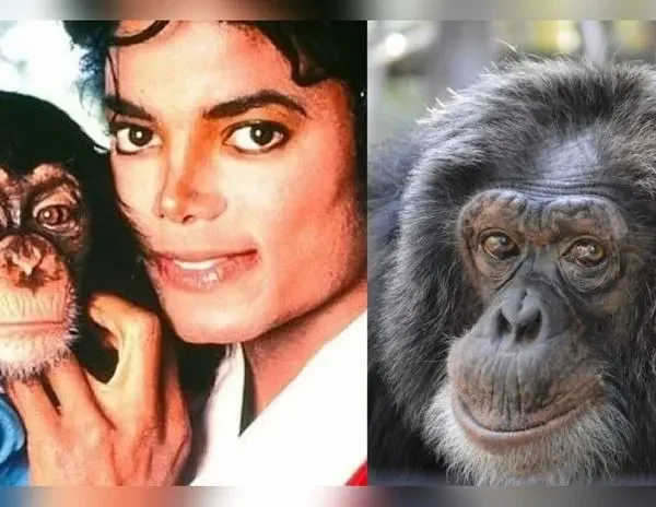 Bubbles el chimpancé: ¿Qué ha sido de él después de Michael?