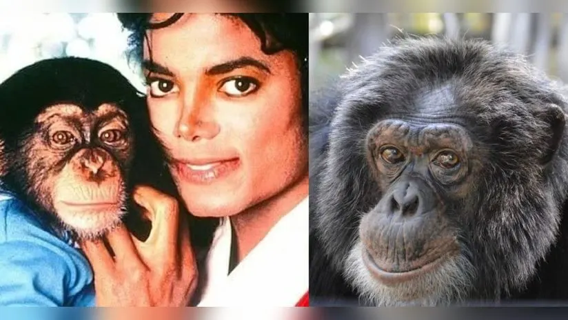 Bubbles el chimpancé: ¿Qué ha sido de él después de Michael?