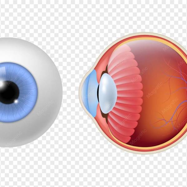Trasplante de Ojos: ¿Cómo un Dispositivo Revolucionará la Visión?