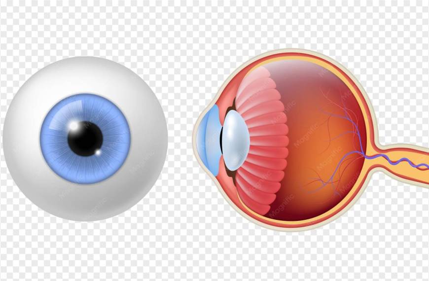 Trasplante de Ojos: ¿Cómo un Dispositivo Revolucionará la Visión?