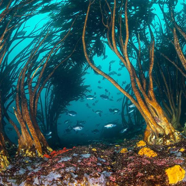 Refugios marinos: Cómo los pescadores artesanales salvan ecosistemas