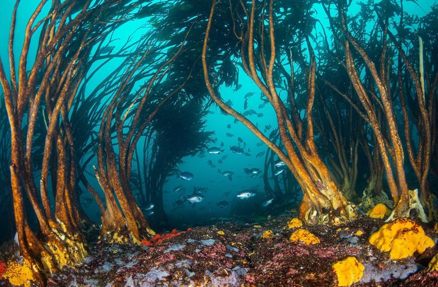 Refugios marinos: Cómo los pescadores artesanales salvan ecosistemas