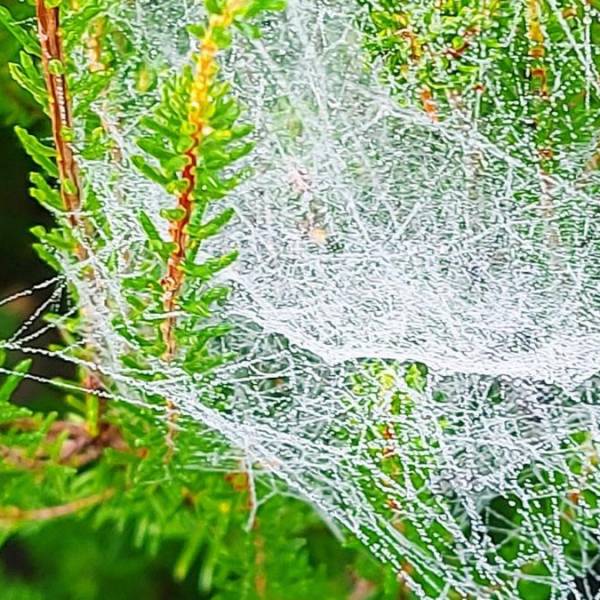 Telarañas y Biodiversidad: ¿La Nueva Clave para Monitorear la Naturaleza?