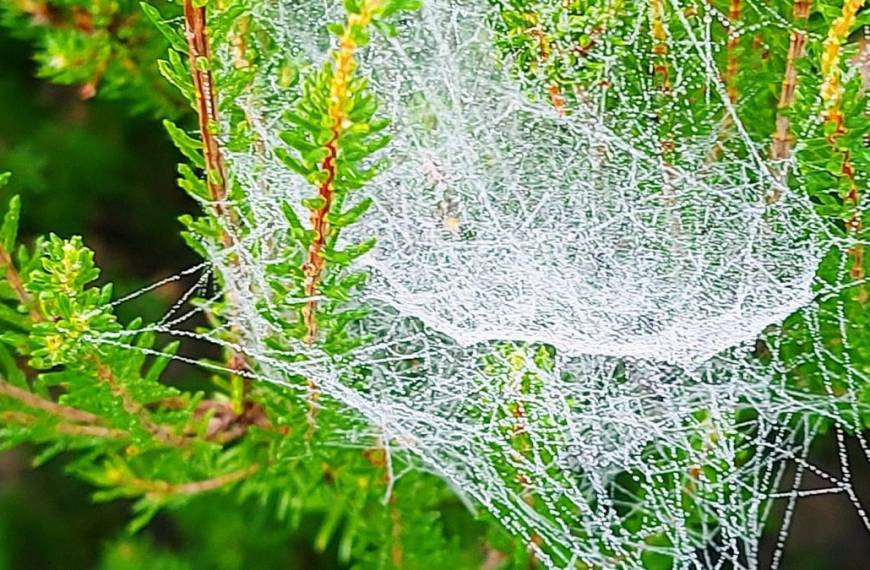 Telarañas y Biodiversidad: ¿La Nueva Clave para Monitorear la Naturaleza?