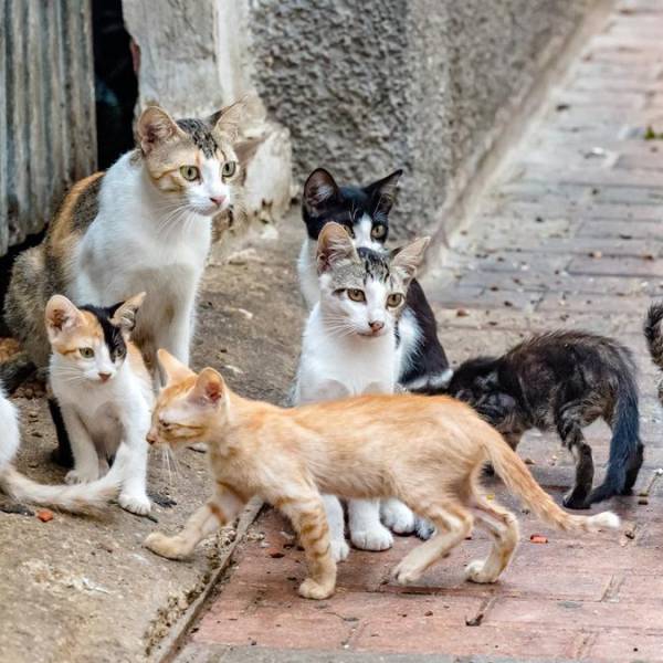 Gatos Callejeros: La decepcionante nueva serie de Ricky Gervais