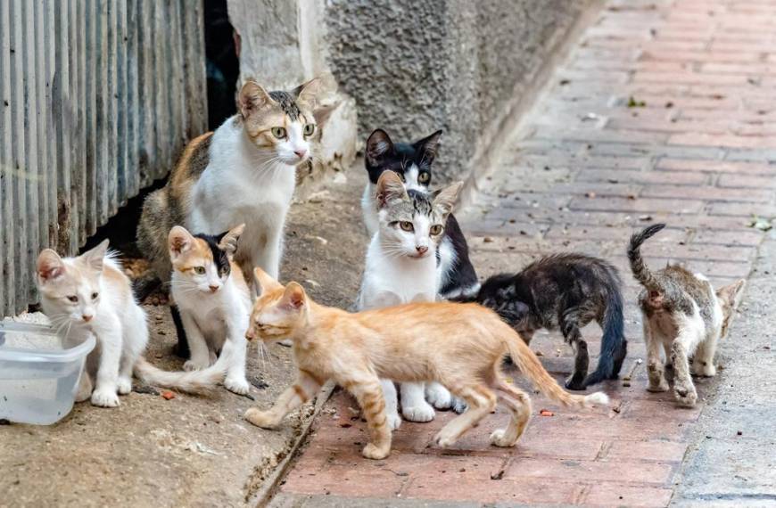 Gatos Callejeros: La decepcionante nueva serie de Ricky Gervais